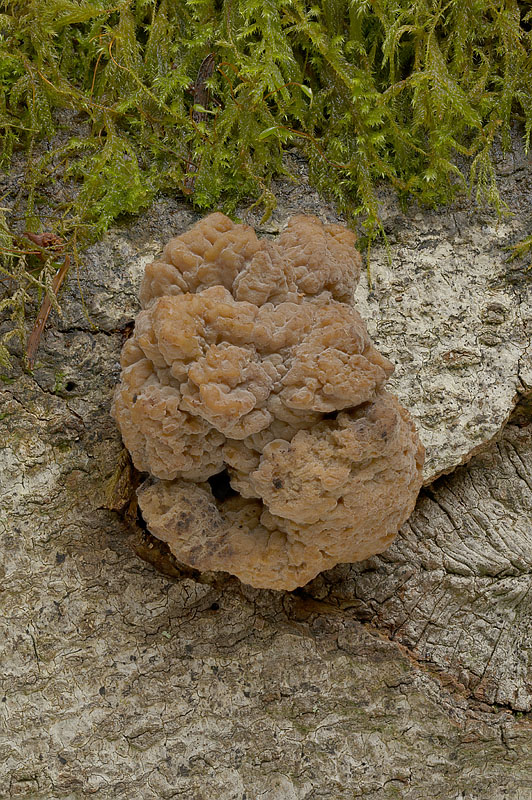Tremella steidleri